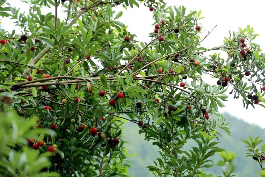 【聚焦】贵州麻江:夏日甜蜜 河山村杨梅成熟上市_种植_杨昌寿_游客