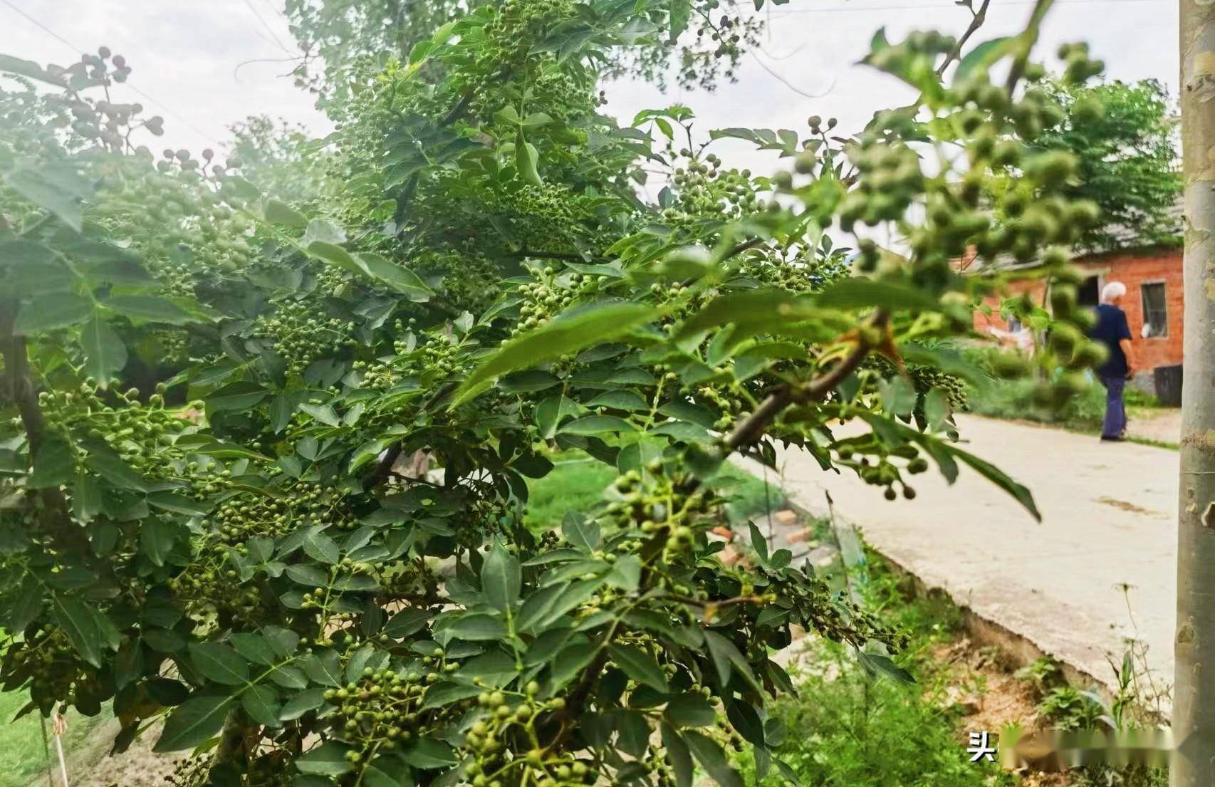 花椒树种植图片