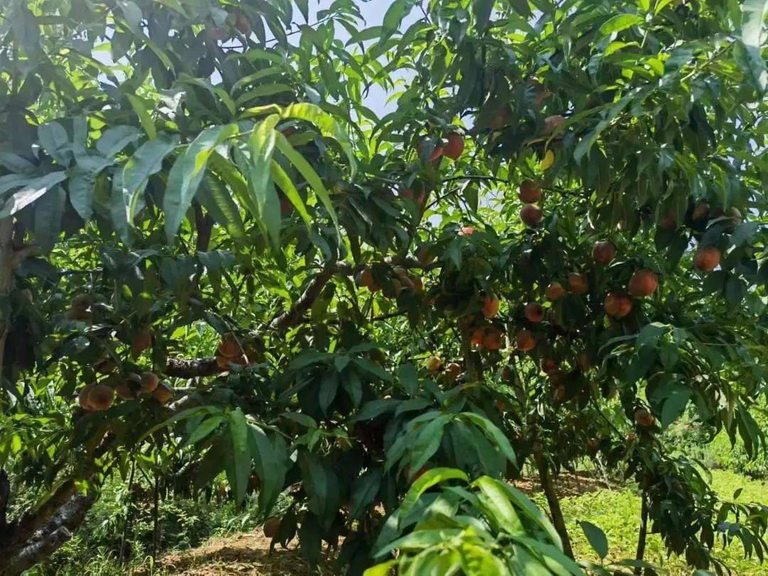 "桃"醉一夏丨这里有爱上龙井乡五月鲜桃的n个理由
