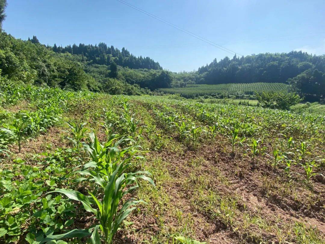 射洪明星镇:以"长牙齿"的精神,推进田长制工作落地见效_耕地_保护