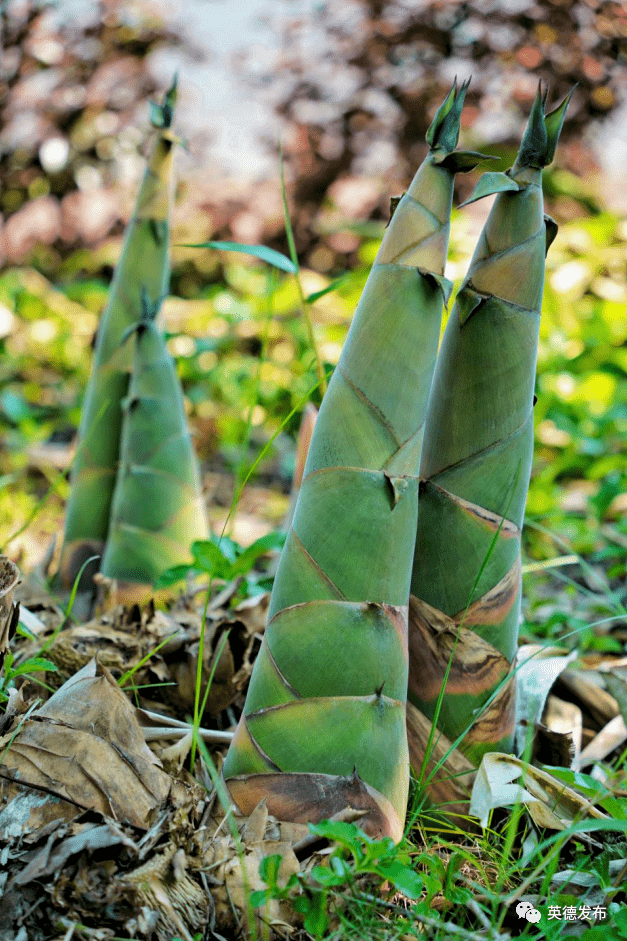 英德的麻竹笋即将迎来丰收季_西牛镇_竹林_小事