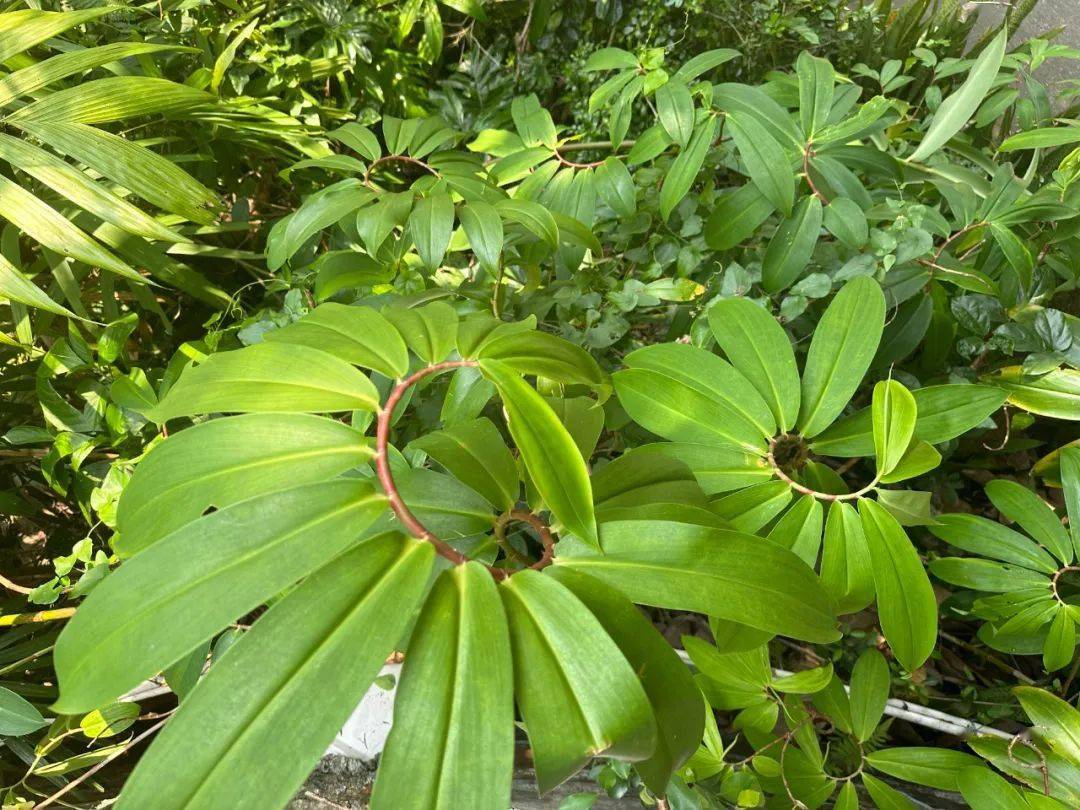 向阳而生,白头到老——闭鞘姜丨花颜鸟语_螺旋_草本植物_阳光