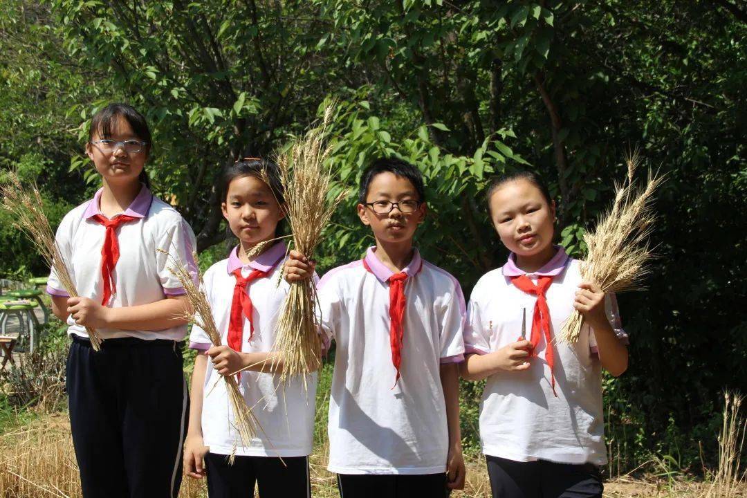 把班会课开在麦田里——青岛枣山小学创新开展班会课和劳动教育_生活