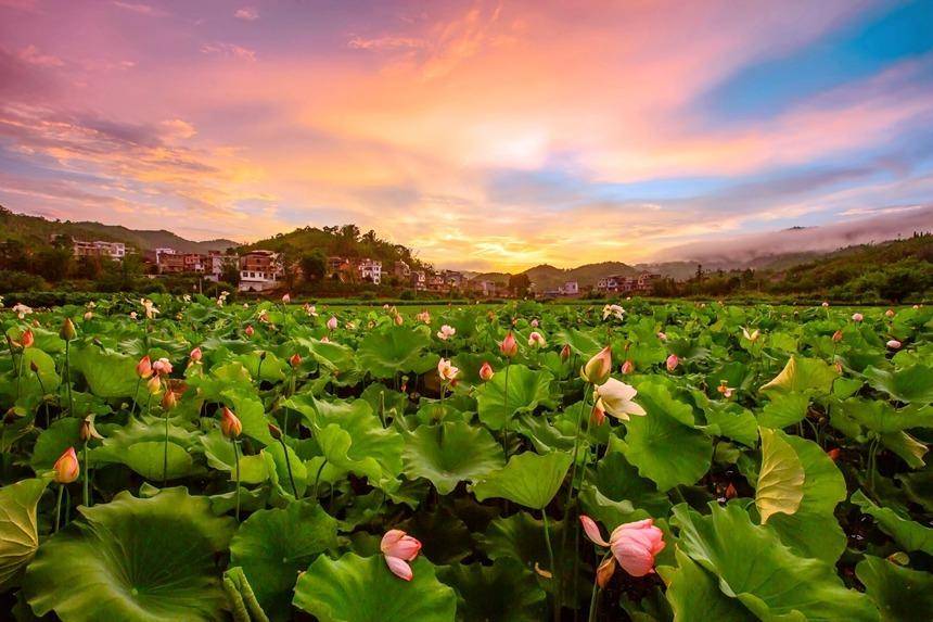 广西西林:夏日的荷花别样红