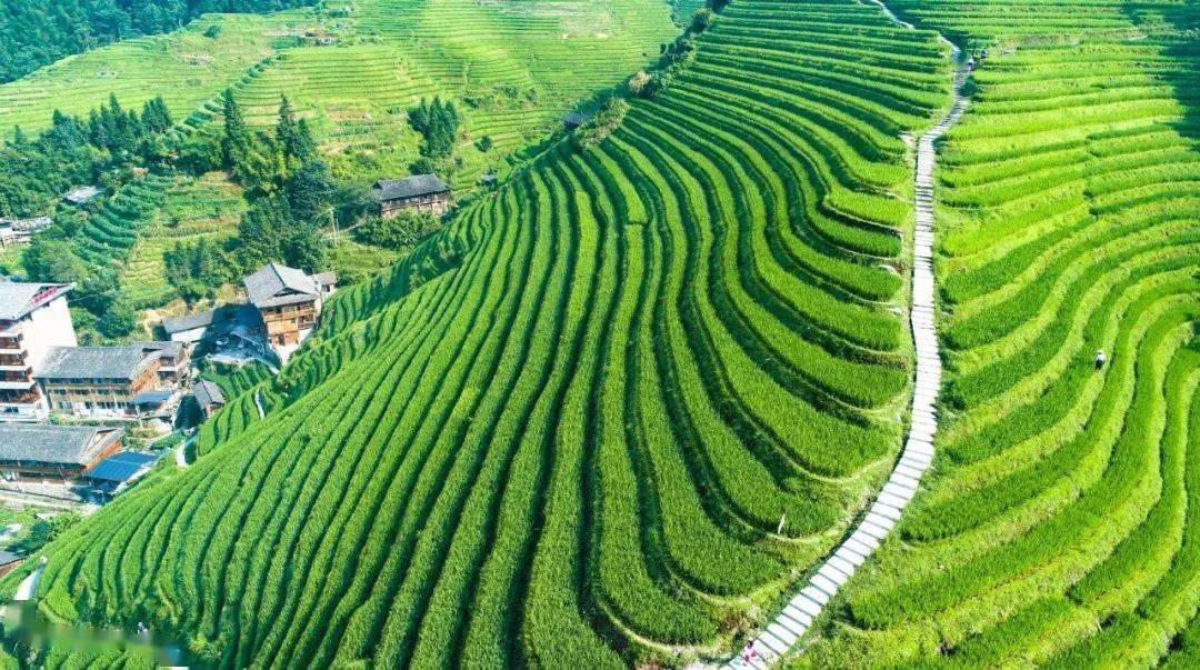 一年四季不同的龙脊梯田,约吗?_景区_桂林市_龙胜