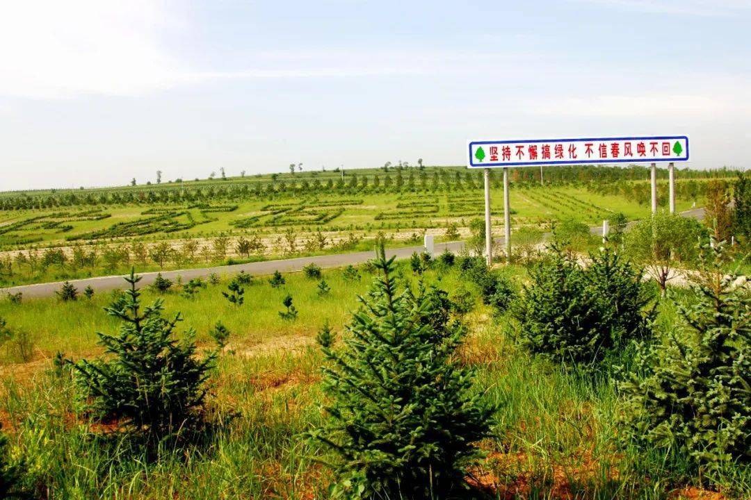 14张对比照片,见证中国沙区黄绿之变_塞罕坝_治沙_柯柯牙