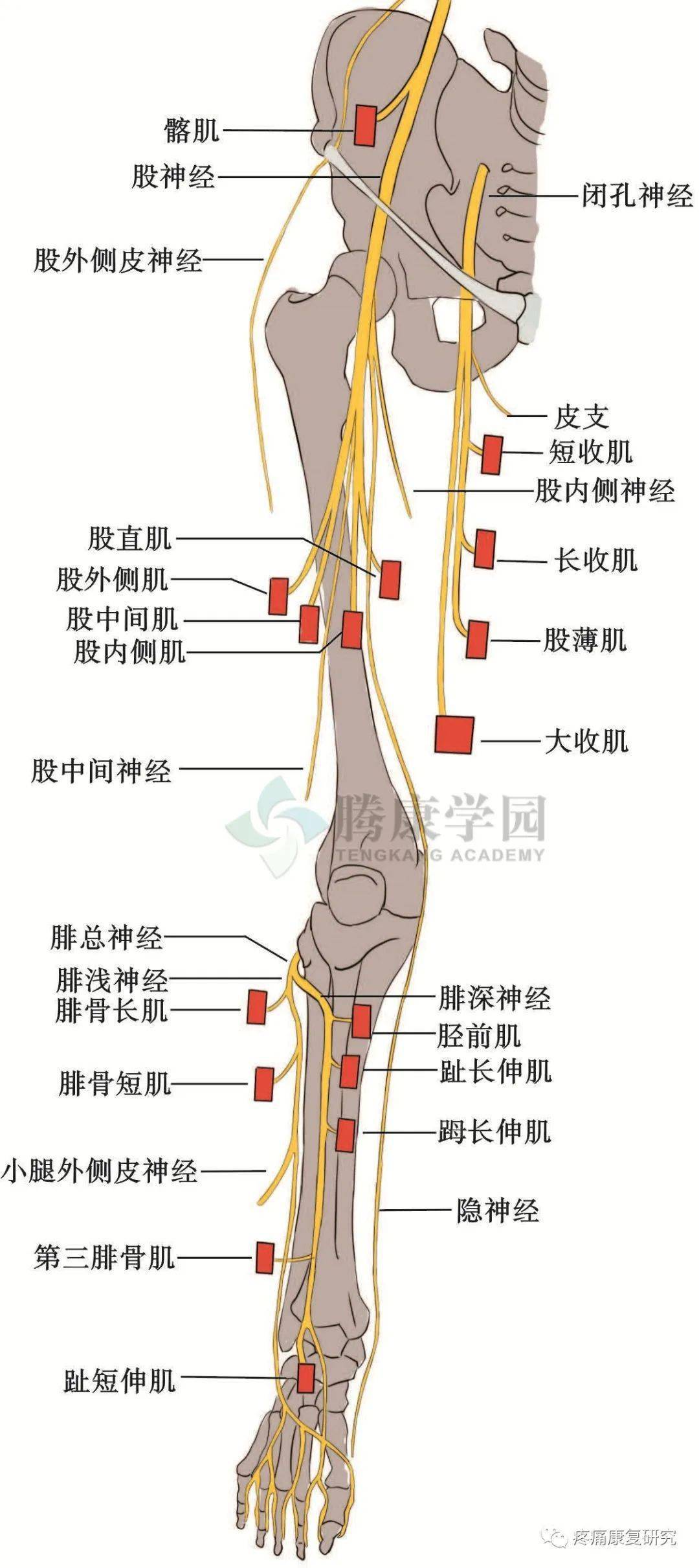 股神经走行图片