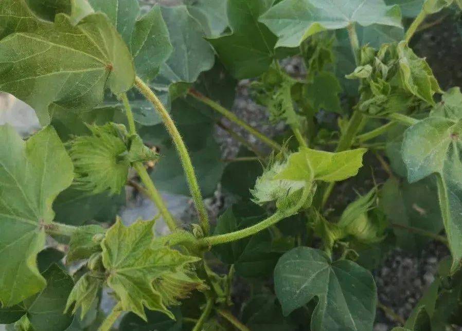 棉花蕾少果枝少是什么原因?你怎么看_管理_情况_棉田