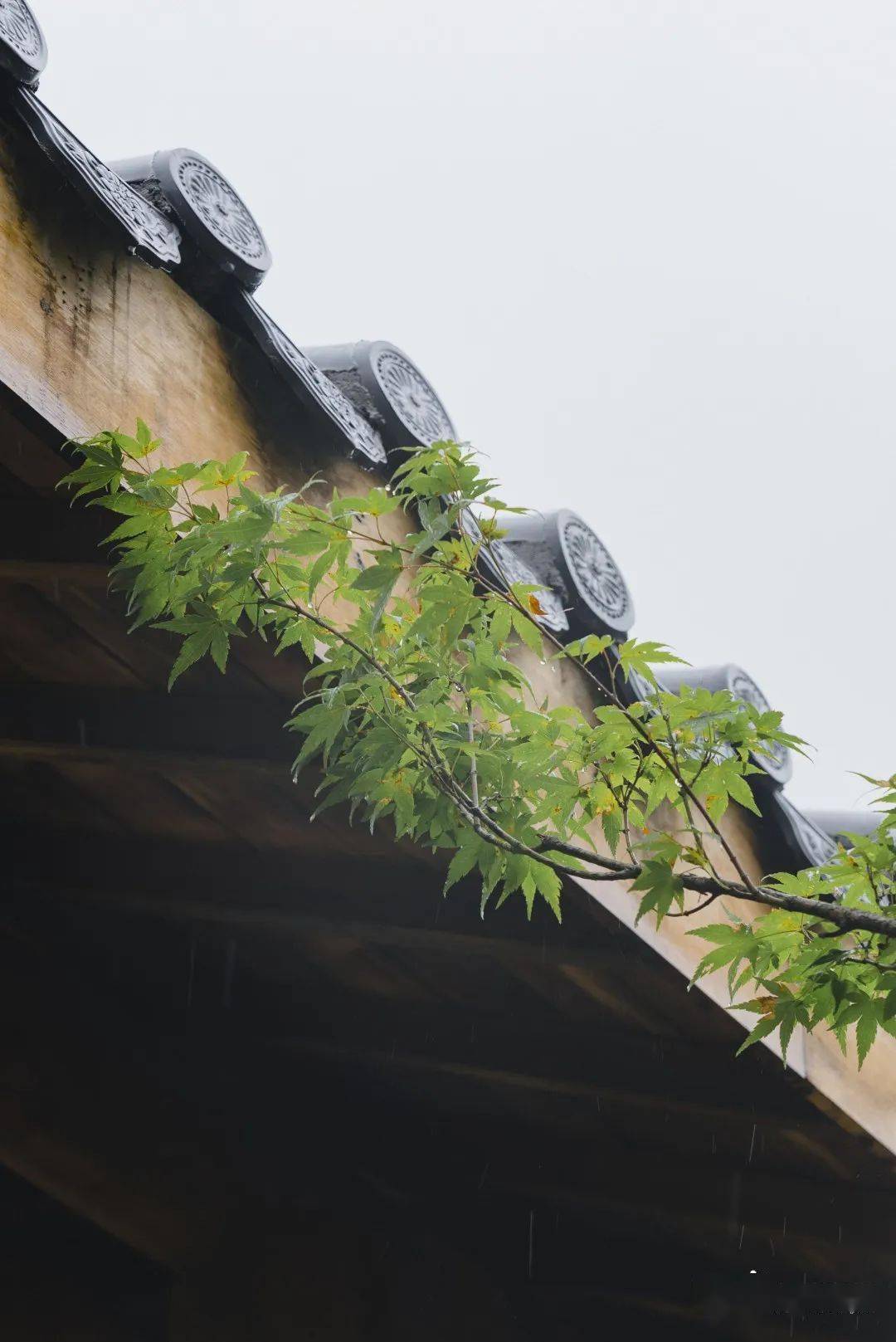 在东西湖,邂逅一场 "梧桐雨"_生态_东西湖区_武汉人