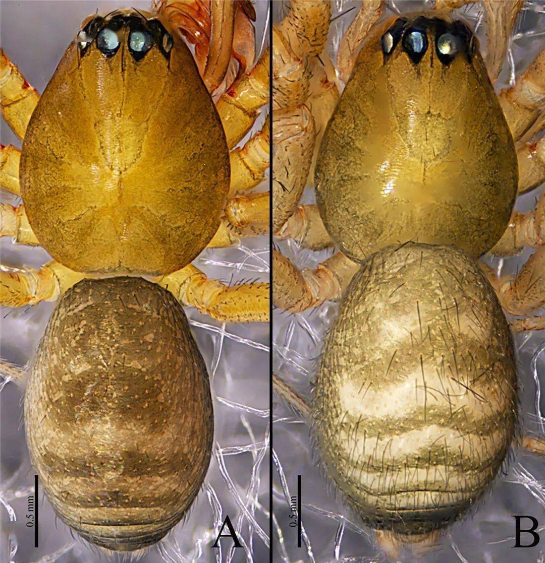 dicymbium pingqianense irfan, wang & zhang, 2023拇指帽蛛molestia