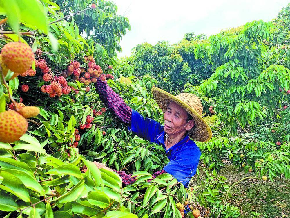 江門鶴山:約200萬公斤桂味荔枝即將上市_宅梧鎮_種植_羅仲儀