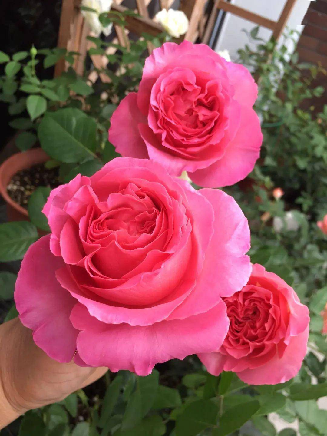 一款大花浓香的月季,送给热爱生活的你!_伊芙_品种_花朵