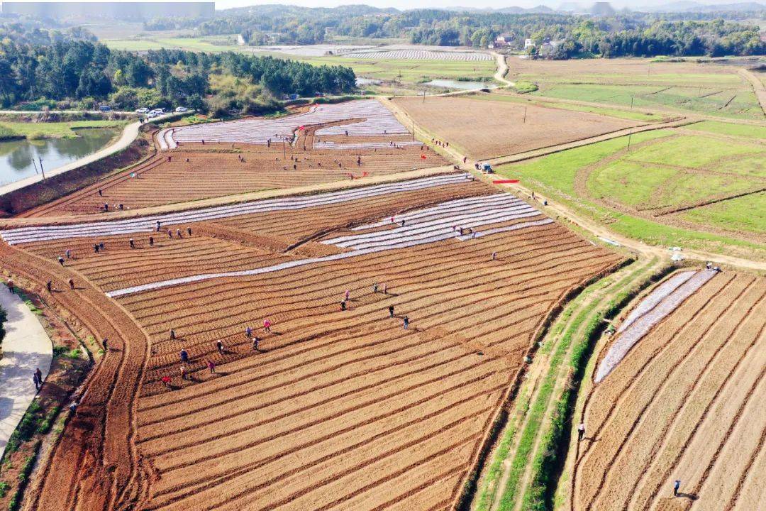 柳桥村的"加速度" 看湘潭市村级集体经济如何转型突围_村民_曹铁光