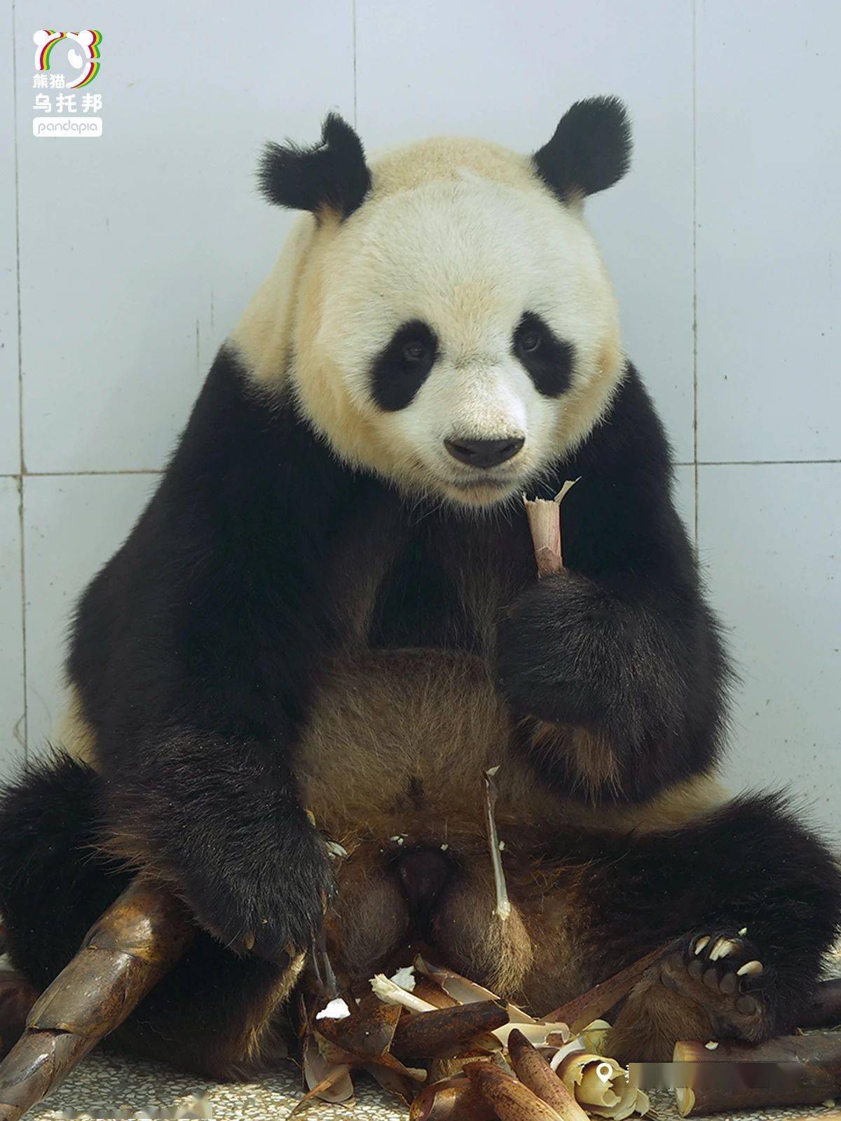 拽哥棕熊猫七仔vs委屈扳手楼阿宝