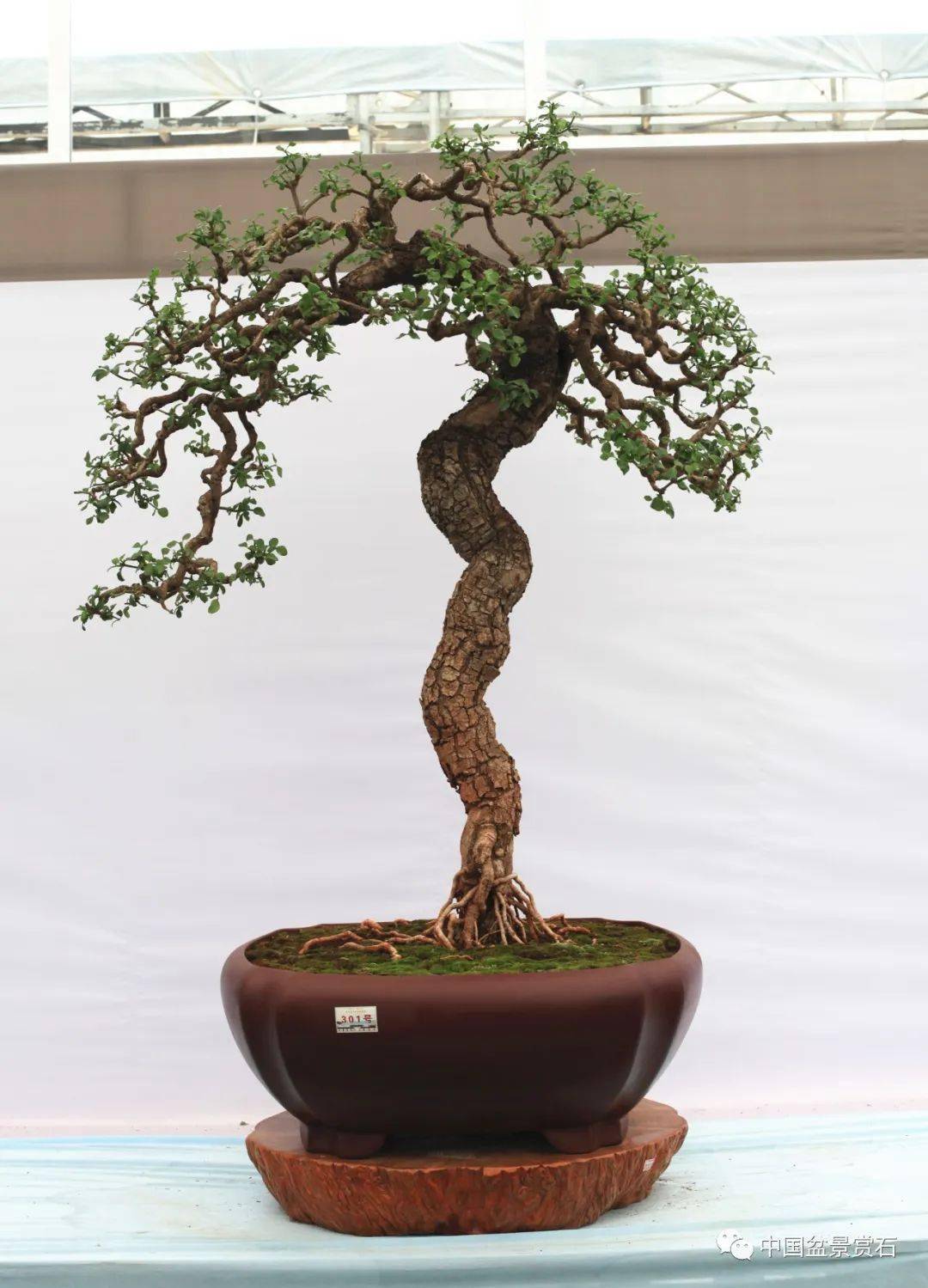 第十届云南省盆景展评选结果已出炉!_cm_规格_清香