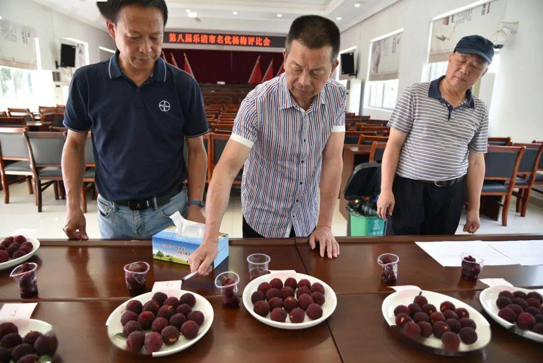 第八届乐清市名优杨梅评比会乐清市水果产业协会联合举办的乐清市淡溪