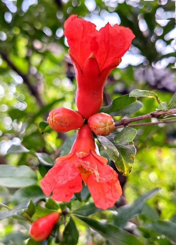 这就是榴月石榴之月 榴花之月其中有一个名字特别