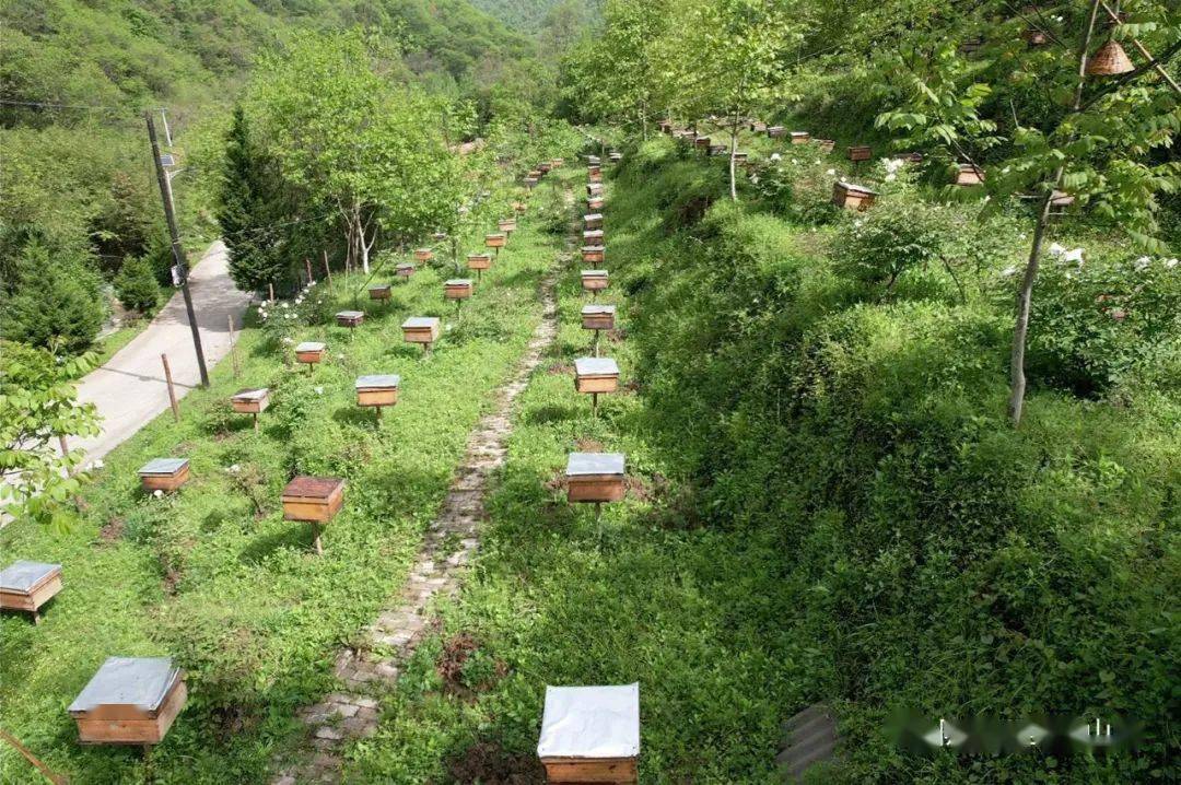 【泰山动态】泰山乡:山地立体农业多点开花_发展_产业_种养殖