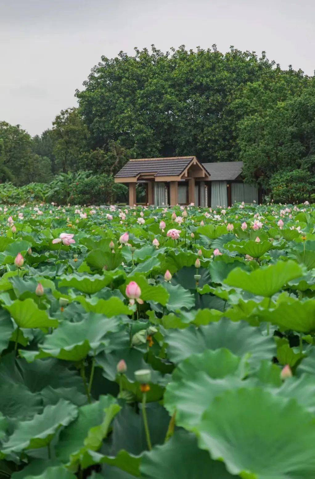 端午出游,这一站:福州!_历史_闽江_西湖公园
