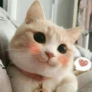 "得劲"的露营旅程和小动物们展开亲密接触携手露人篷友团李嘉格,王勉