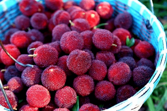 奉上泰顺杨梅采摘地图,好吃多汁的东魁杨梅看着都心动!