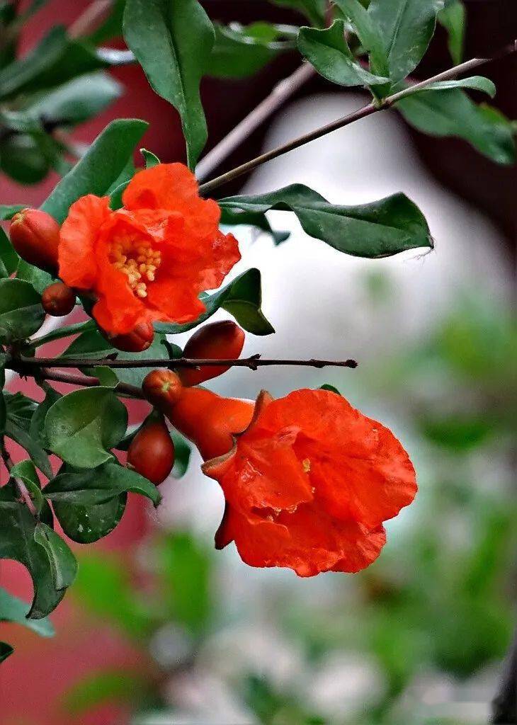 榴月榴花红_花萼_时节_红色