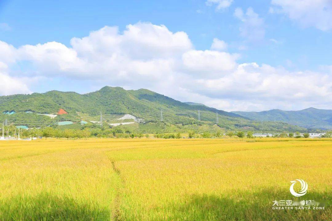 路兩旁都是金黃色的稻田,風吹麥浪,吹走了人們心裡的愁苦