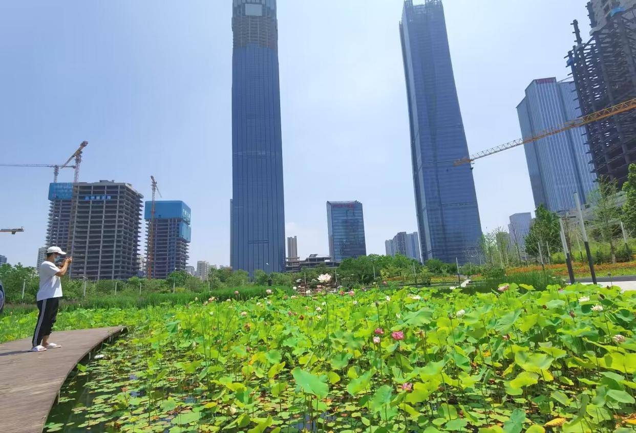 济南cbd荷花渐次绽放,成夏日"五指山"下靓丽景观_区域_核心_市民