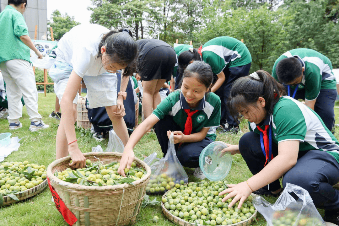 走进武侯实验中学"黉门果园",记者看到"果园"内种植的杏子树,李子树