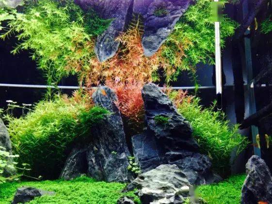 青龙石造景缸!_水族_小时_文章