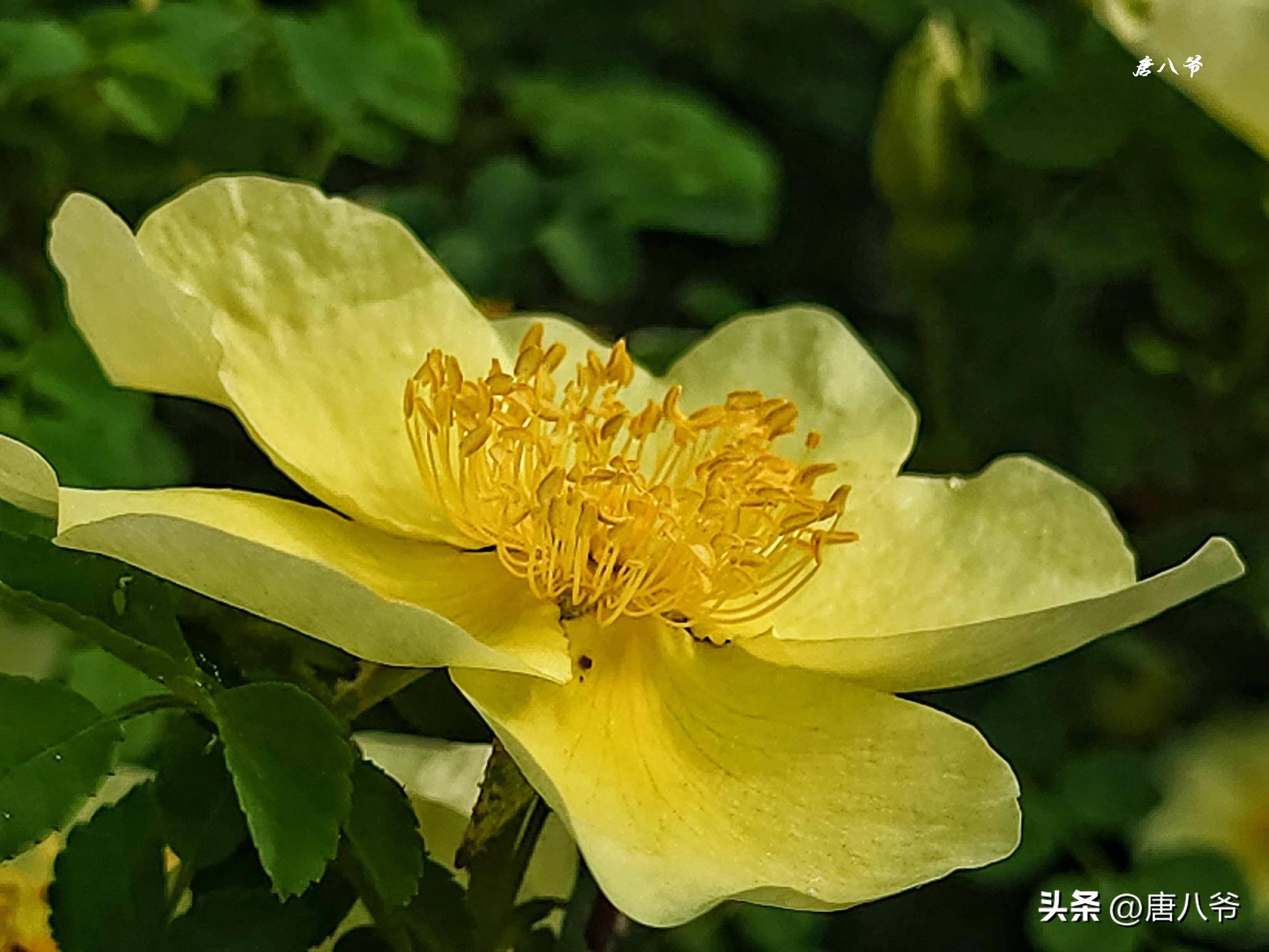 每当进入夏季,西宁的公园里,绿化带中,一朵朵金黄色的黄刺梅花_叶丛