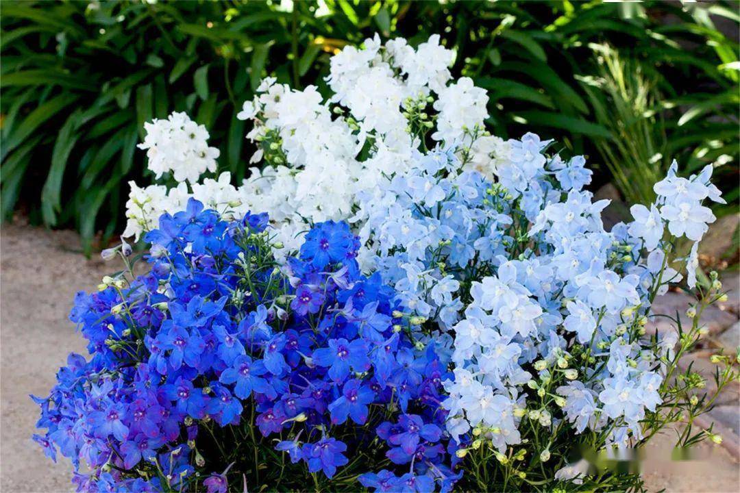 金鱼草"甜蜜二重奏sweet duet"系列拥有更好的重瓣性和更吸引人的