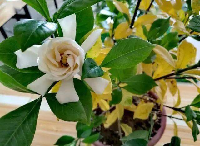 栀子花好养吗?如何安全度夏?现在教大家玩转_状态_修剪_肥料