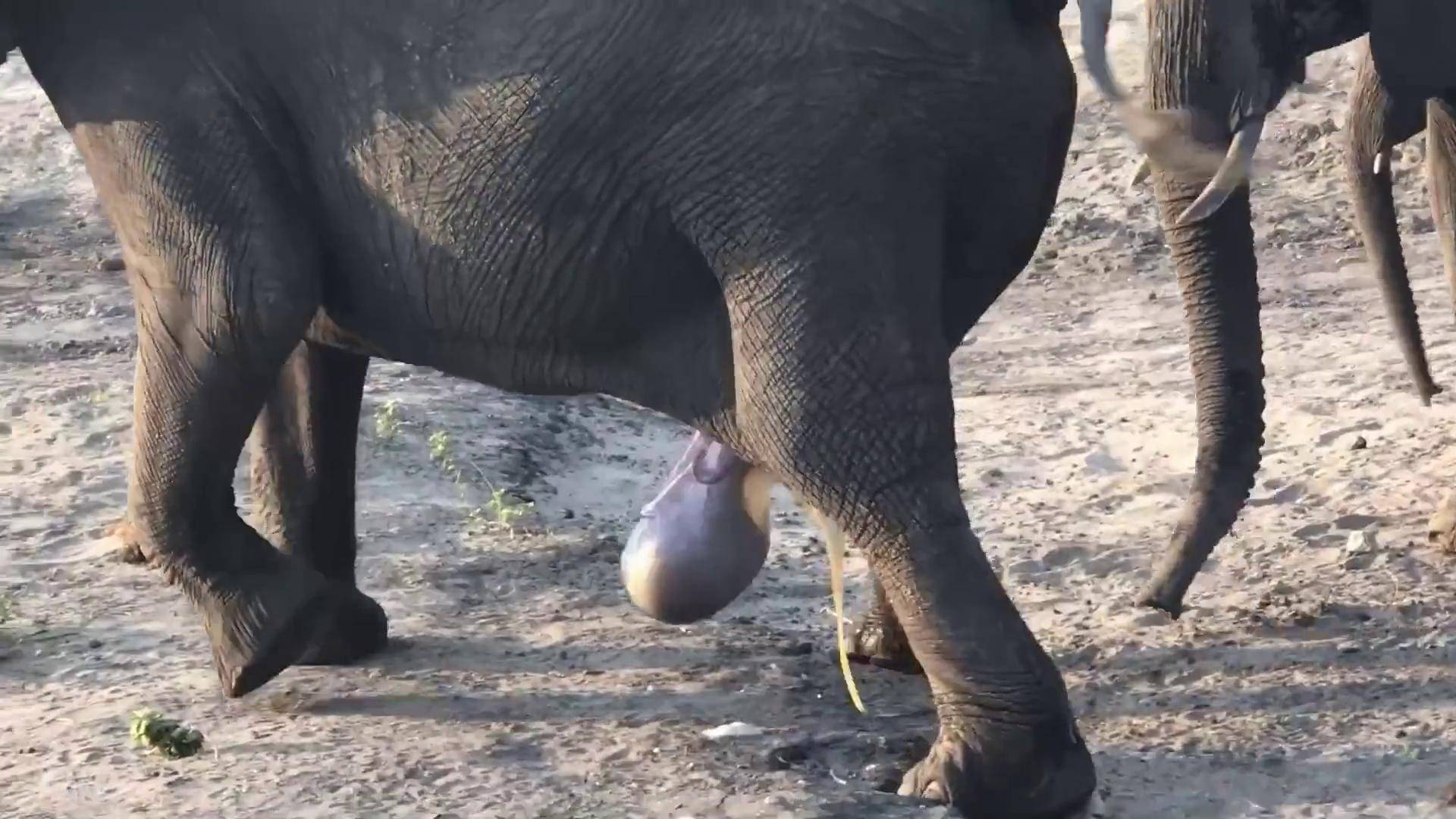 妊娠期长达22个月的大象,居然是站着生孩子的 大象 野生动物