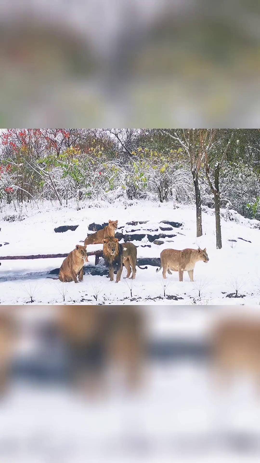 今朝若能同赏雪