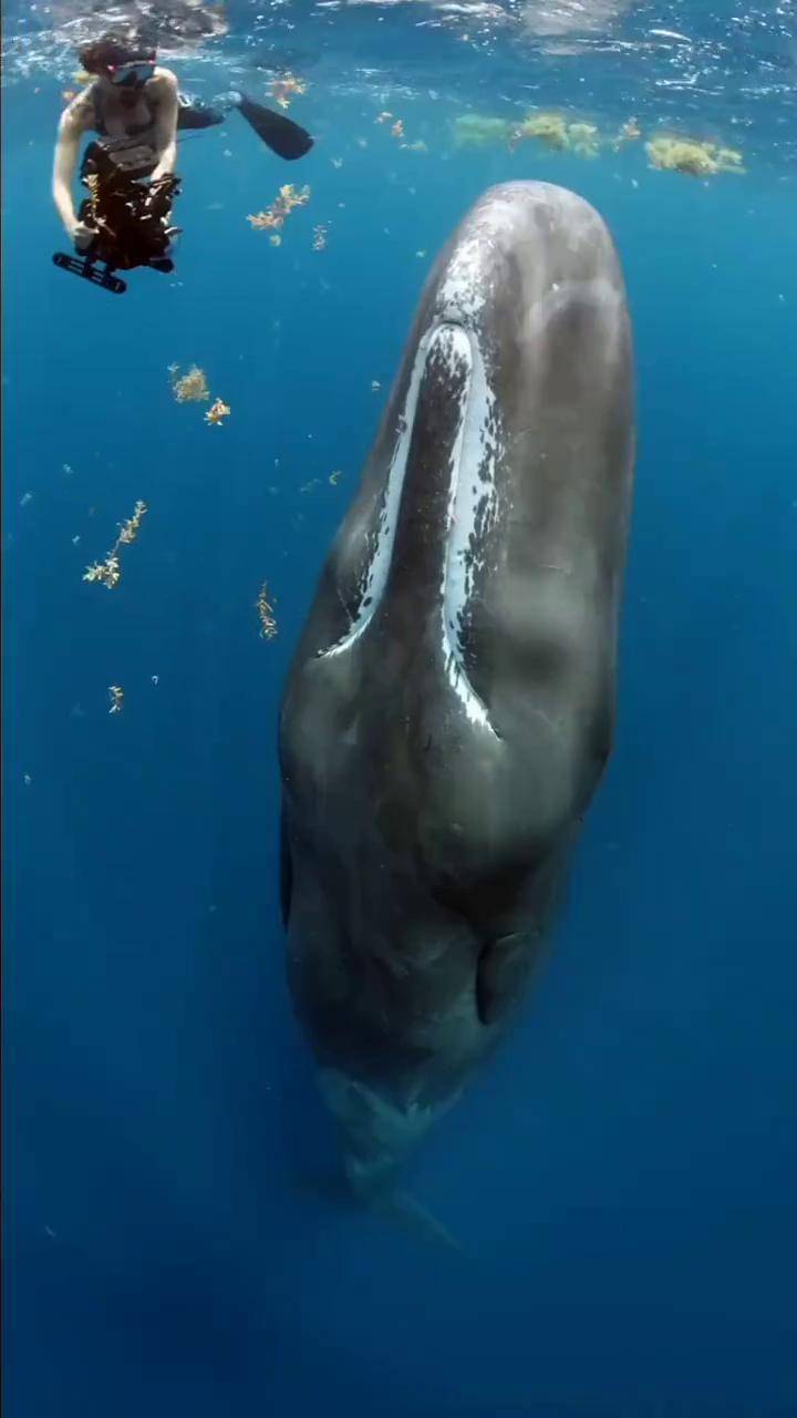 抹香鲸睡觉,深海中的温柔巨兽抹香鲸 海洋生物 神奇动物在抖音 鲸鱼