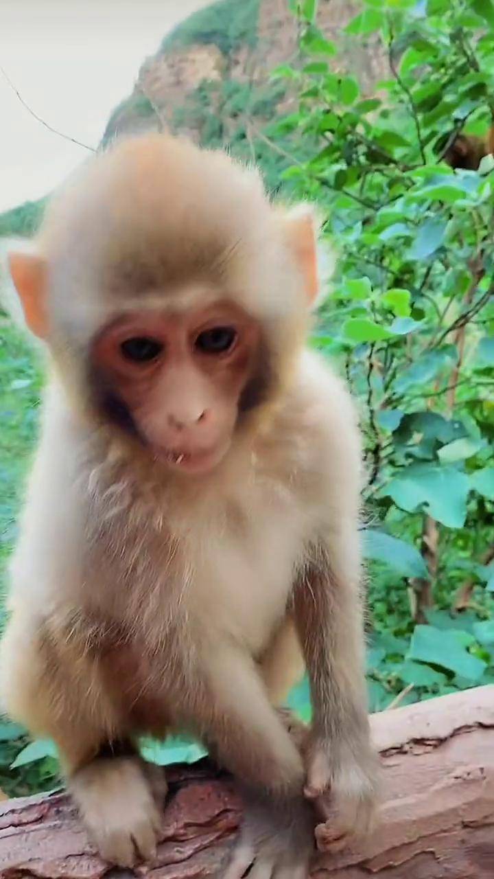 太行猕猴有两个显著的特点大眼睛上下双眼皮.