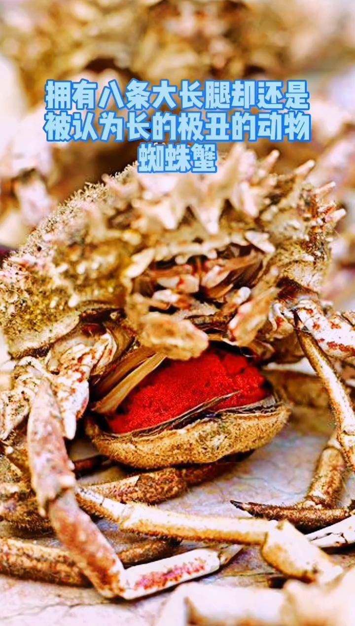 却被评为最丑的动物——蜘蛛蟹涨知识 海洋生物 海底世界 蜘蛛蟹