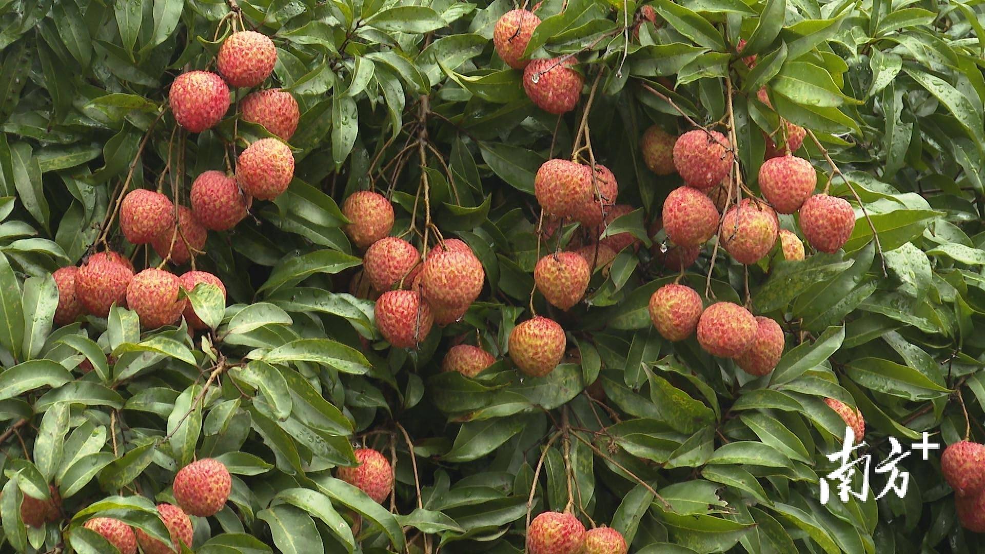 化州糯米糍荔枝丰年价涨:地头价每公斤最低20元,最高60元_发展_种植