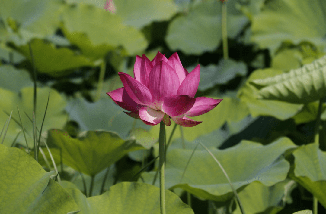 顺义这片30余亩荷花海,惊艳盛放!