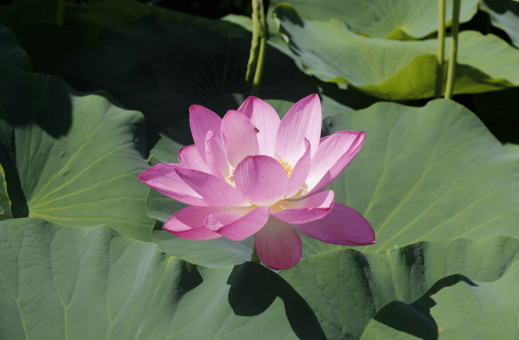 顺义这片30余亩荷花海,惊艳盛放!