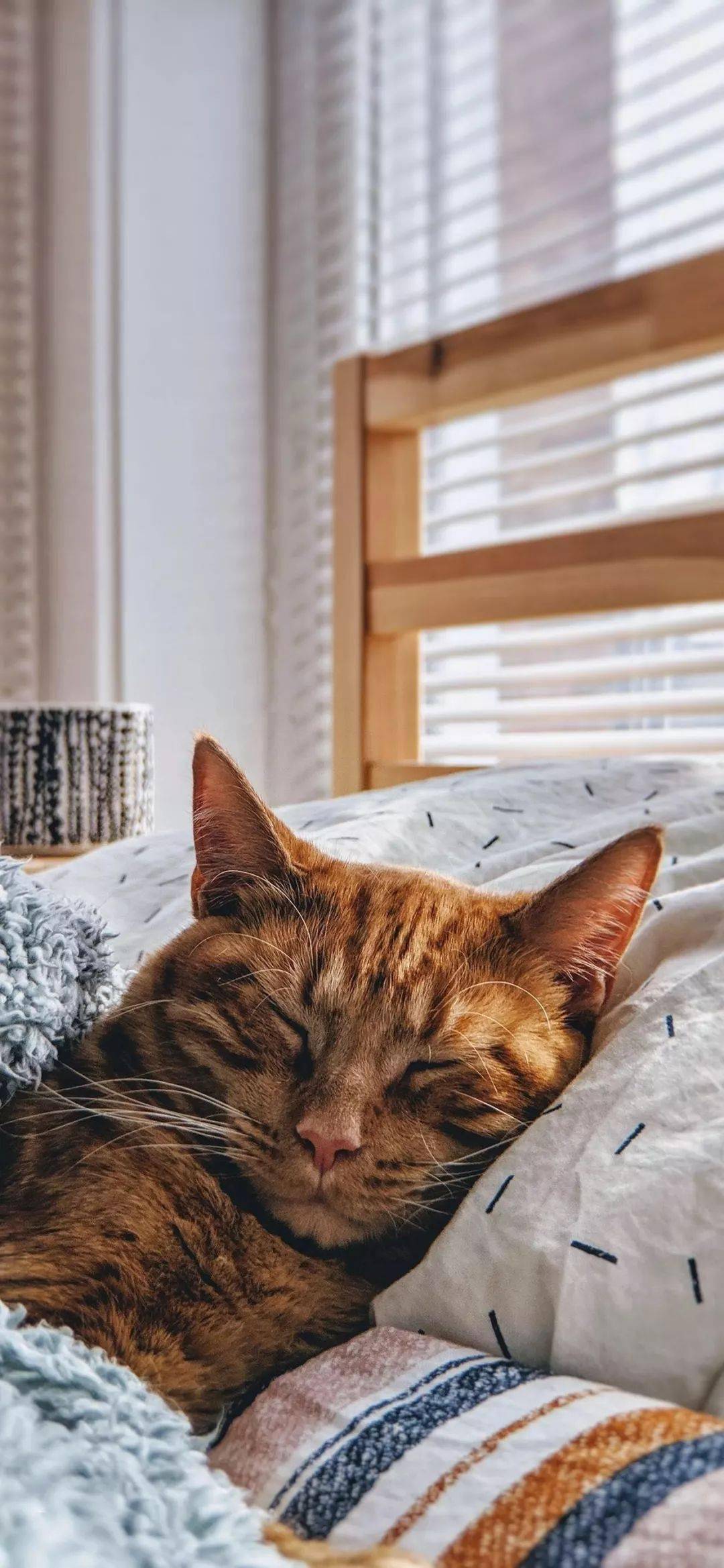 你好,今日份的猫咪壁纸为你送到了