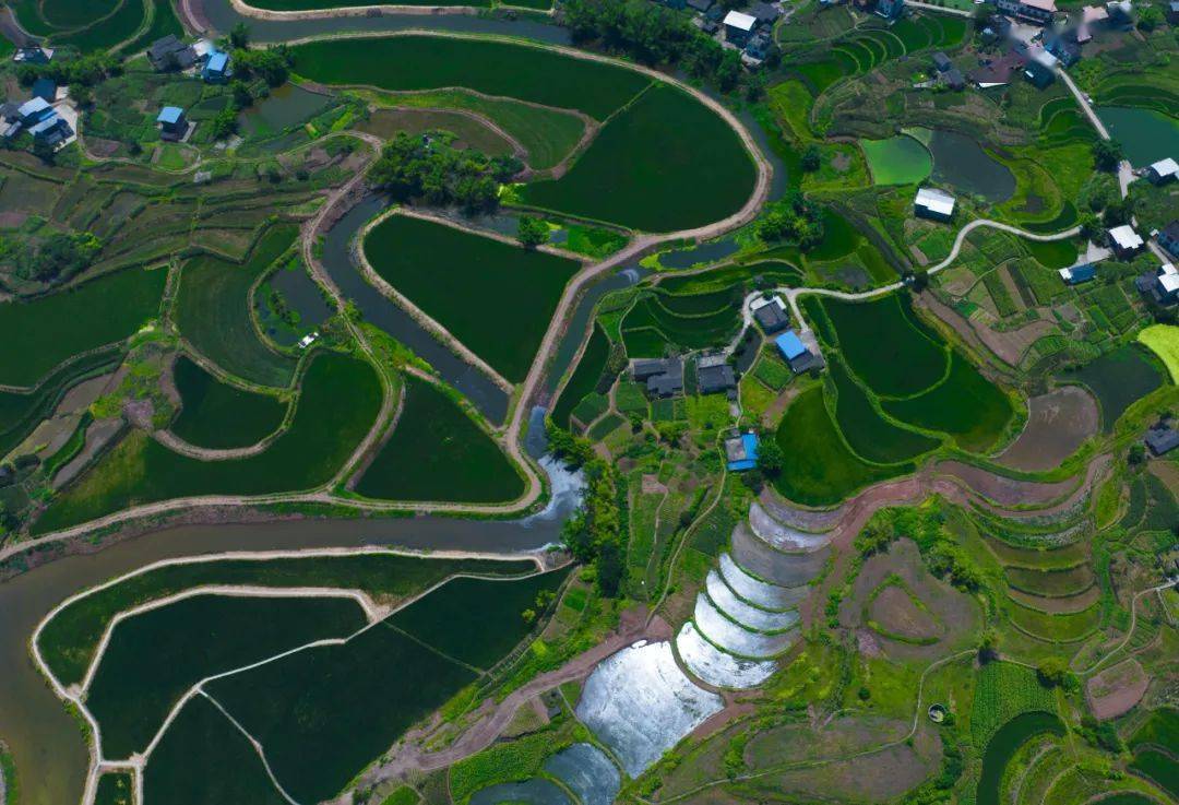 专稿丨泸县彩色稻田绘就"天府粮仓"_水稻_乡村_方洞镇