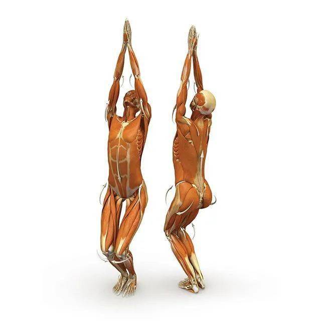 18张高清"站立瑜伽体式"解剖图,要点细节,发力方向一目了然(收藏级!