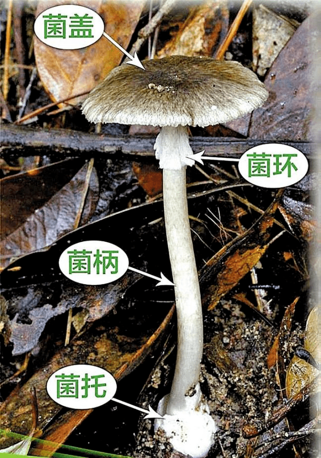 "致命鹅膏"最大的特征是菇体白色,具有菌盖,菌环,菌柄和菌托;"头上戴