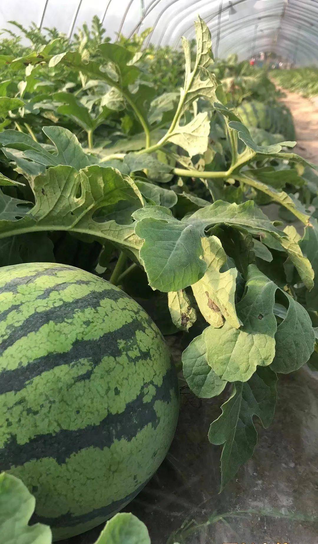 南汇头茬!原苗!正宗8424来啦~_苗西瓜_夏天_口腔