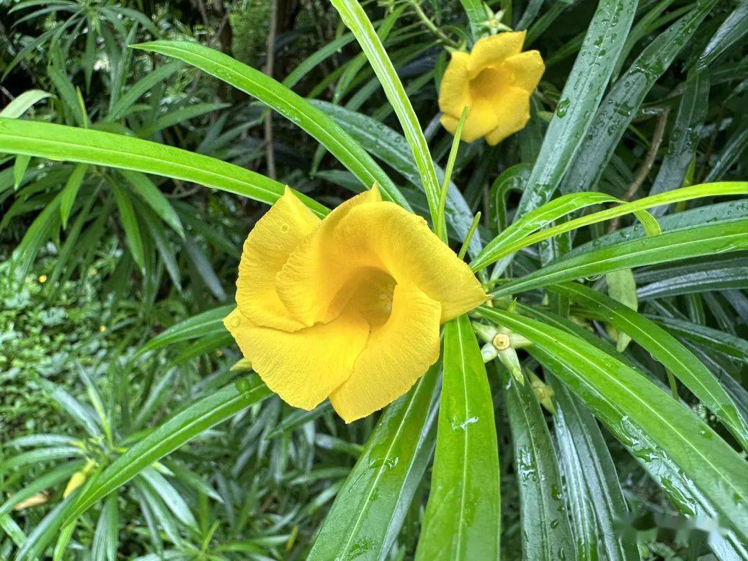 indicum大戟科大戟属3,飞扬草euphorbia hirta菊科蟛蜞菊属2,南美蟛蜞