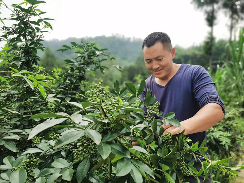 花椒树种植图片