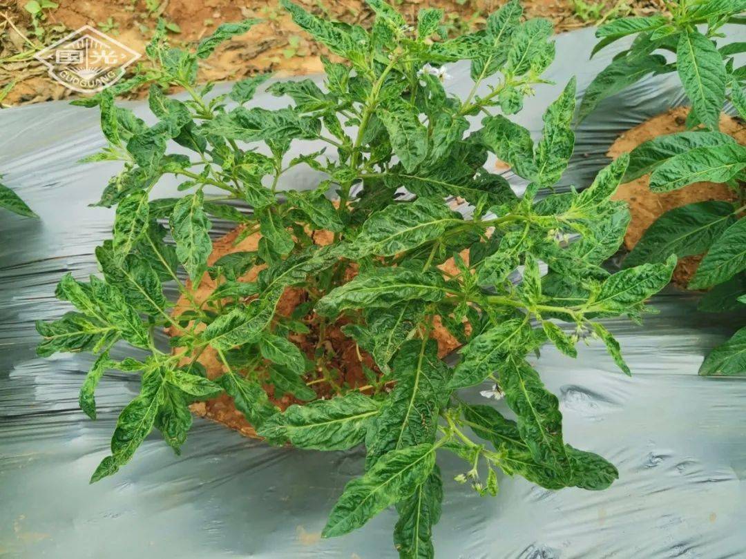 人参果坐果难,国光有方案_落花_落果_花果