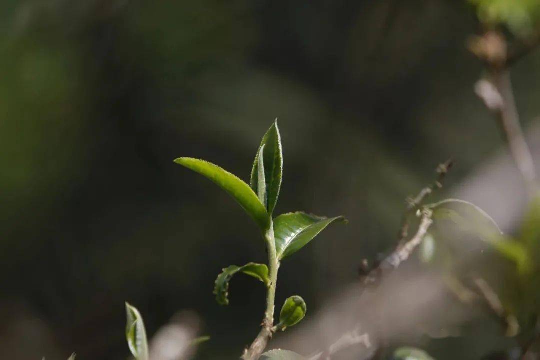 文化名家孙机：中国茶文化与日本茶道_手机搜狐网